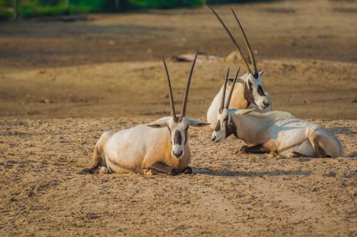 A view of three Saharan oryx lying on the ground of Al Areen Wildlife Park in Bahrain
