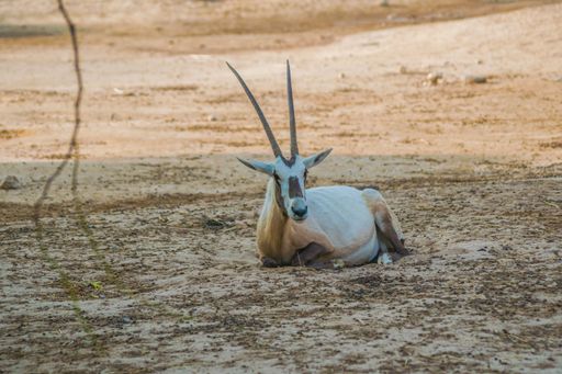 A view of a Saharan oryx lying on the ground in Al Areen Wildlife Park in Bahrain