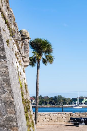 A palm tree next to the walls of Castillo De San Marcos fortress in St Augustine, Florida.