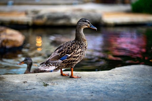A selective focus shot of a colorful mallard duck on the bay of a river