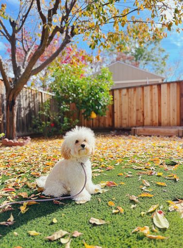 A vertical shot of a Bichon frise dog sitting in a backyard on a sunny day