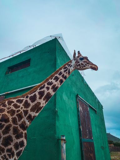 A vertical shot of a giraffe near an old building under a cloudy sky