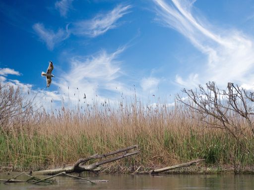 A beautiful shot of a swamp with reeds and with a flying seagull on background of clouds in blue sky