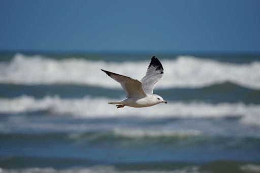 An Armenian gull flying over the wavy sea.