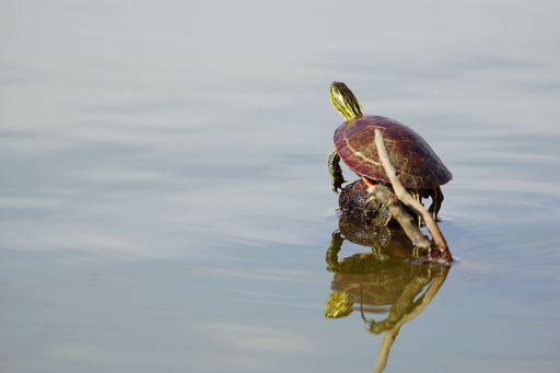 A painted turtle on a small rock in the sea.