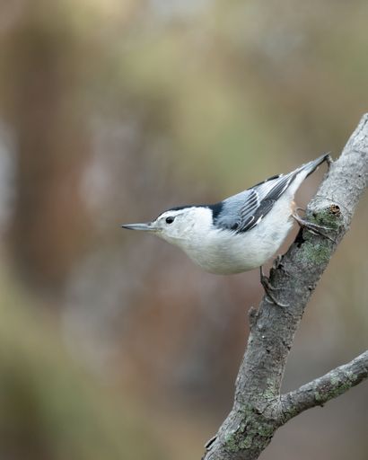A selective focus shot of a white-breasted nuthatch bird perched on a tree branch