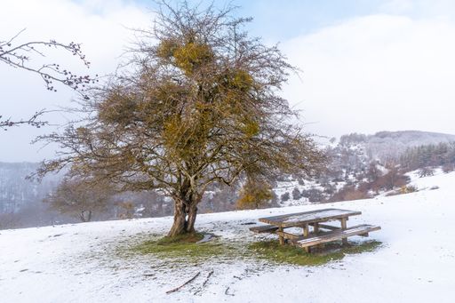 A beautiful shot of a tree next to a bench surrounded by snow on Mount Aizkorri in Gipuzkoa