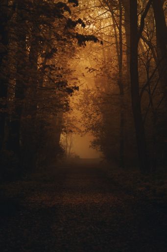 foggy path in the forest with orange sunlight