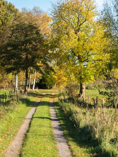 A vertical shot of a pathway on a green field surrounded by trees