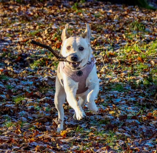 A closeup of a Labrador running on a leafy ground, holding a stick in its mouth