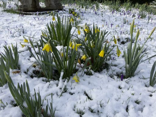 Some daffodils growing in the snowy ground