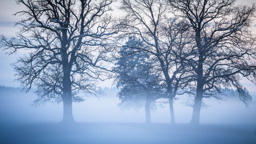 A group of leafless trees in fog in the field