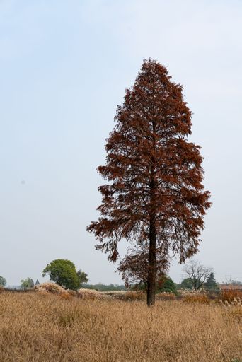 A vertical shot of a lonely red tree grown in a field against the gray sky