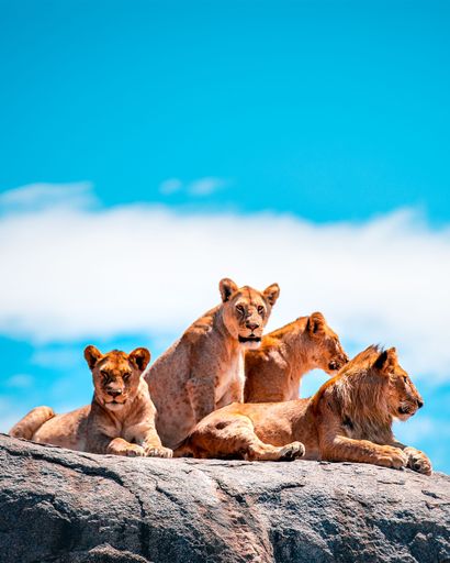 A view of group of female lions lying on rock