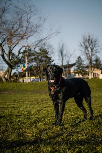 A vertical shot of an adorable black Labrador Retriever on the grass