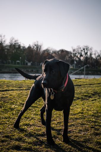 A vertical shot of an adorable black Labrador Retriever on the grass