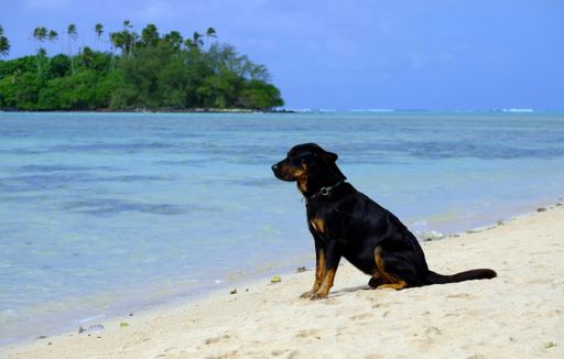 A cute black puppy alone on a beach