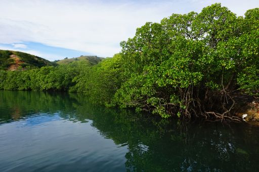 A group of mangroves along the bay of Komodo island in Indonesia