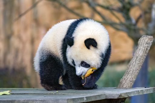 A giant panda, a cute baby panda playing with an autumn leaf, funny animal