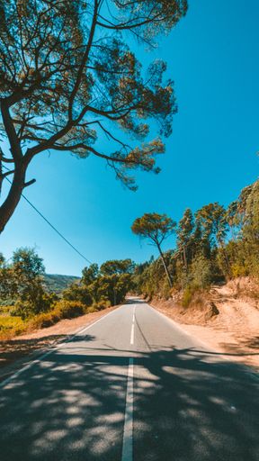 A vertical shot of a road surrounded by green trees under the beautiful blue sky