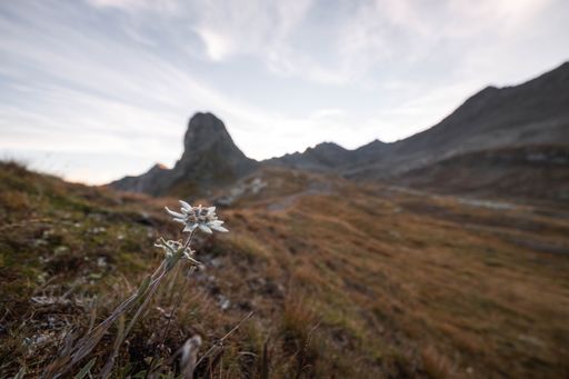 A close-up shot of flowers with a beautiful cloudy sky and mountains in the background