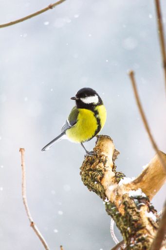 A vertical shot of a Great tit (Parus major) resting on a tree branch in winter