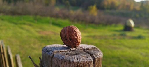 A panoramic shot of a shelled walnut on a tree stump
