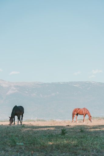 A vertical shot of two horses grazing on the pasture with high mountains in the background