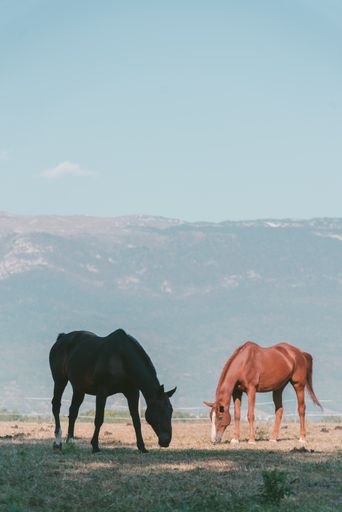 A vertical shot of two horses grazing on the pasture with high mountains in the background