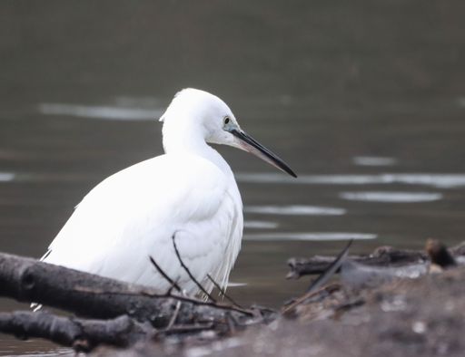A closeup of a little egret on the River Cynon, South Wales