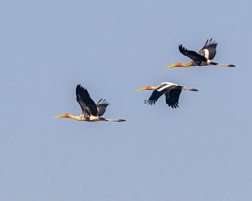 Three yellow-crested storks soaring through a clear blue sky in perfect unison, creating a beautiful and majestic scene