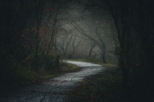 A scenic view of a path covered with leaves in the Canyon Trail, Mountain Ash, Wales