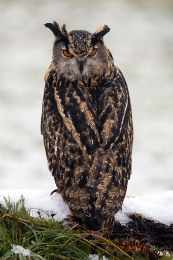 A vertical shot of a European Long Eared Eagle Owl perched on wood in a snowy forest