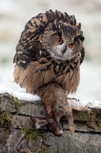 A vertical shot of a European Long Eared Eagle Owl perched on wood with prey in its talons