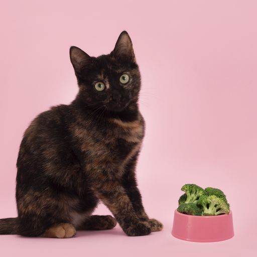 A black kitty is standing in front of a broccoli bowl while looking to the camera.