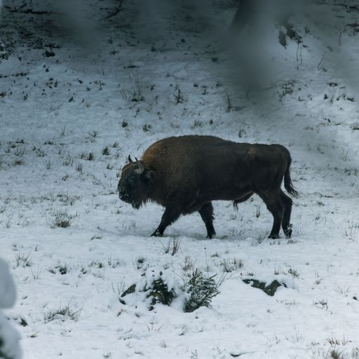 A lone European bison crossing on a snow-covered field during winter in the Bavarian forest, Germany