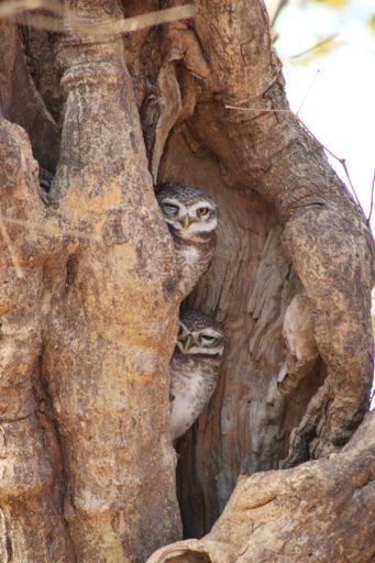 A vertical shot of two owls looking at the camera from a tree hollow