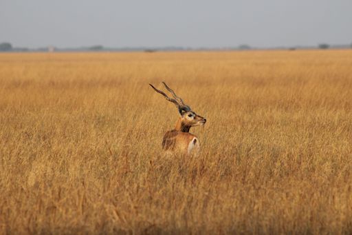 An aerial view of deer standing in greenery field