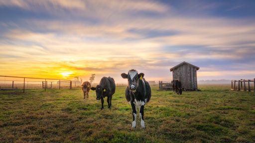 A beautiful shot of sunset over grazing cows in a pasture near houses and barns in California