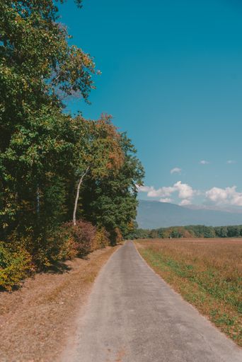 A vertical shot of a narrow road surrounded by beautiful trees with colorful leaves