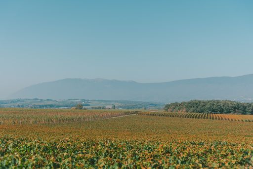 A wide angle shot of green landscapes, trees and mountains under a clear blue sky