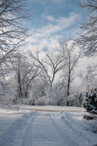 A winter scene featuring a snow-covered driveway winding through a forest of snow-dusted trees
