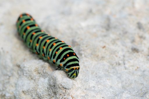 A closeup shot of a caterpillar of a Maltese swallowtail butterfly on rock surface