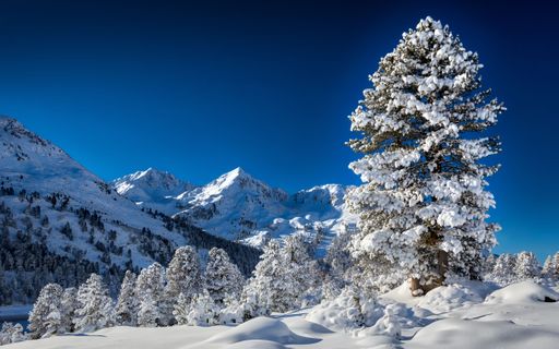 A landscape of Tyrol mountains covered in forests and snow under the sunlight in Austria