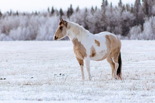 A beauitful shot of a horse standing on the ground covered with snow