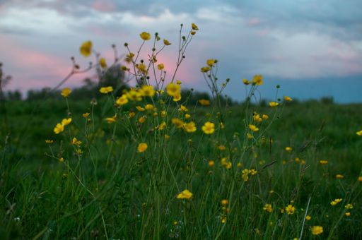 A closeup shot of the small yellow flowers growing in the field and the cloudy sky in the background