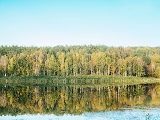 The forest near the lake with the green trees reflected in the water