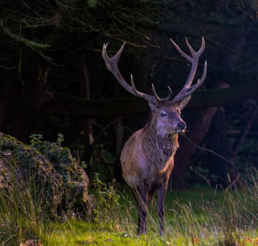 A beautiful shot of a brown deer with antlers in a lush forest