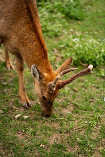A vertical shot of a beautiful deer grazing in the field