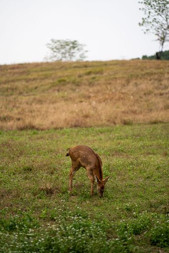 A vertical shot of a beautiful deer grazing in the field